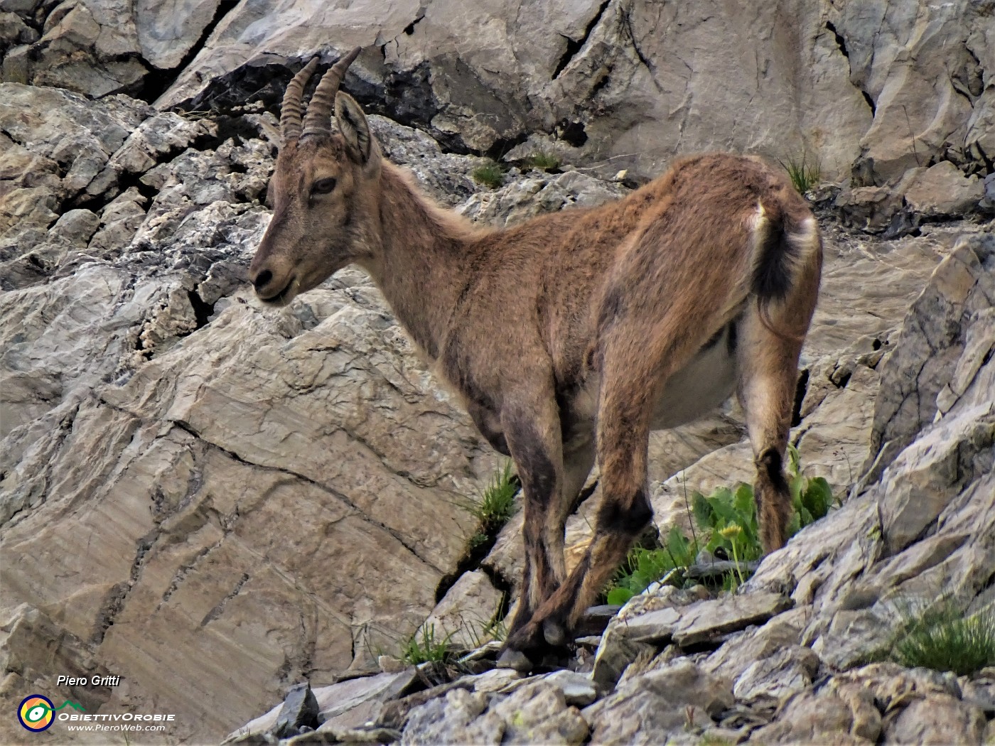 49 Stambecco sulle rocce del Monte Aga.JPG